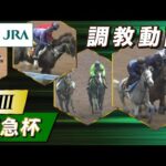 【調教動画】2023年 阪急杯|JRA公式