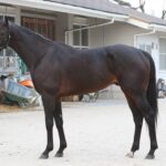 近年で最高の馬体をした3頭がキタサンブラック、ヘンリーバローズ、サートゥルナーリア