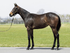 【3歳新馬】ダイワスカーレットの娘スカーレットアリア、日曜小倉でデビュー