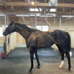 イクイノックスの馬体
