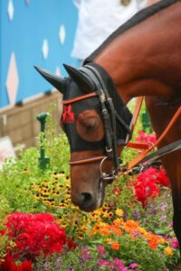 ●エフフォーリア初年度のお嫁さん