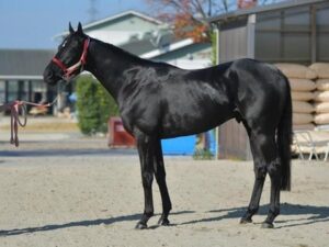 社台SS「コントレイルはディープよりもう一段上」