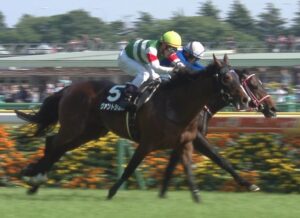 【競馬】川田で若葉Ｓ参戦のダノンザタイガー　国枝調教師「鞍上にこだわって決めた」