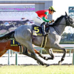 デビュー2連勝中のマイネルラウレアは弥生賞で戸崎と新コンビ