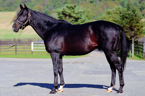 ブライアンズタイム「後継種牡馬の成功不成功は種牡馬の評価には関係ないと思う」