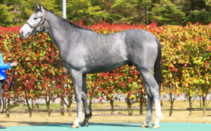 コントレイルの全弟サンセットクラウドがズブズブステイヤーな件