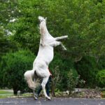 【競馬】メイケイエール4F47.0 自己ベストを3秒7も更新の猛時計!!高松宮記念1週前追いきり