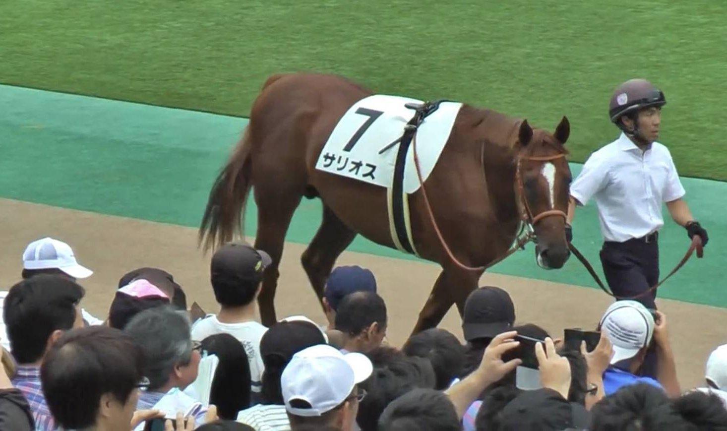 【競馬】種牡馬サリオスさん、馬体重と体高のバランスが異常すぎるｗｗｗ