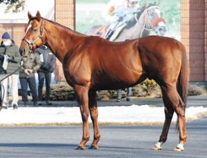 種牡馬サリオスさん、馬体重と体高のバランスが異常すぎるｗｗｗ