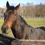 ディープのラストクロップが終わりついに最後まで怪物が現れなかったな