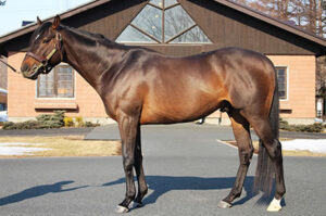 ドゥラメンテ早逝もったいなさ過ぎな件