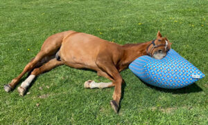 ヴェルサイユファーム、渋谷にポップアップストア出店でグッズ売れまくり