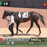 ●もうすぐヤマニンウルス