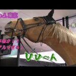 Gate J. 東京 施設紹介 | JRA公式