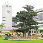 京都競馬場モチの木の呪い!?タイホ跛行、アフリカ心房細動、トーセン屈腱不全断裂