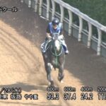 【CBC賞2023】追い切り/動き・コメントから紐解く