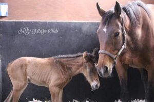 アーモンドアイの22(父エピファネイア）のお値段