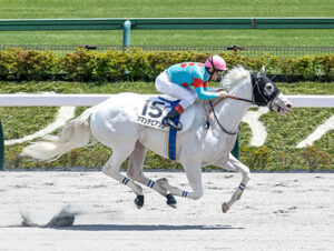 【2歳新馬】白毛アマンテビアンコ強すぎワロタ