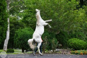 【競馬・安田記念】イルーシヴパンサーとはなんだったのか