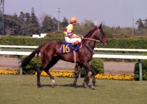 イケメンの馬、美人の馬おすすめ教えて