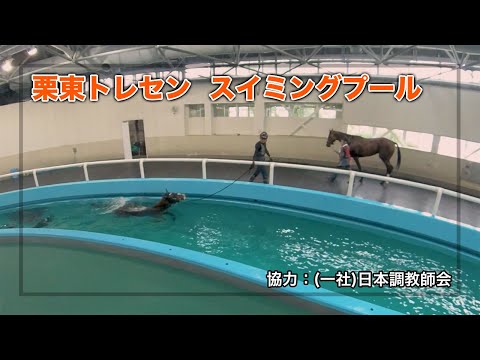 【栗東トレセン】競走馬スイミングプール | JRA公式