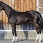 【2歳新馬】4.5億円ホウオウヴェロックスとはなんだったのか