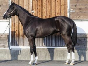 【2歳新馬】4.5億円ホウオウヴェロックスとはなんだったのか