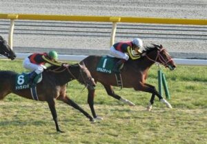 好きな共同通信杯