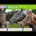 マカヒキ・トーセンラー・エイシンフラッシュが夏の北海道で過ごす様子をお届け!~種牡馬になった名馬たち~【うまんちゅスペシャル】