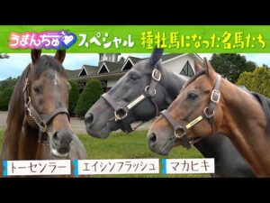 マカヒキ・トーセンラー・エイシンフラッシュが夏の北海道で過ごす様子をお届け！～種牡馬になった名馬たち～【うまんちゅスペシャル】