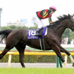 ソングライン、毎日王冠から米ブリーダーズCマイル参戦!