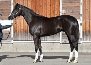 キズナ産駒の4億円馬とイクイノックス妹が今週出走へ