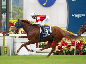 ウインマリリン、松岡でオールカマーから米ブリーダーズCに参戦