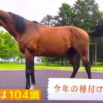 【競馬】マカヒキの初年度種付け頭数は104頭
