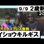 《2023年新馬》池添謙一騎手騎乗メイショウキルギスが逃げ切り勝ち! 実況:石田一洋【カンテレ公式】