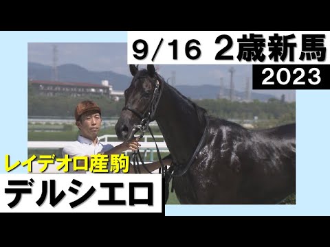 《2023年新馬》清水久師調教師「大した馬」デルシエロ がハナ差で勝利！　実況：岡安譲【カンテレ公式】