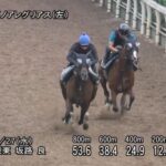 【シリウスステークス2023】追い切り/抜群の動きを見せたのは