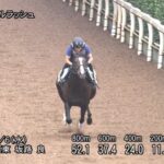 【京成杯オータムハンデ2023】追い切り/動きからレースを紐解く