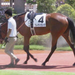 【競馬予想】第41回ローズステークス(GII) /2023