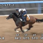 【紫苑ステークス2023】追い切り/抜群の動きを見せたのは