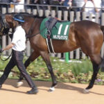 【競馬予想】第27回シリウスステークス(GIII) /2023