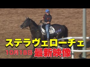 【復帰間近！】ステラヴェローチェの最新映像をお届け！