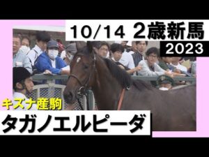 《2023年 新馬》団野大成騎手「今後が楽しみ」タガノエルピーダ　10月14日(土)京都 芝1600ｍ　実況：川島壮雄【カンテレ公式】