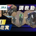【調教動画】2023年 菊花賞|JRA公式