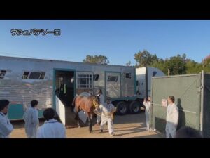 【2023ブリーダーズカップ】ウシュバテソーロなど日本馬9頭がアメリカに到着 | JRA公式