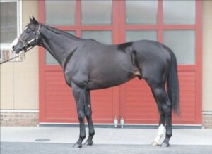 【天皇賞･秋】イクイノックス馬体診断100点満点中200点wwww