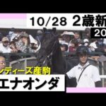 《2023年 新馬》須貝調教師「強い競馬をしてくれました」 ブエナオンダが4馬身差の圧勝! 10月28日(土)京都芝2000m 実況:岡安譲【カンテレ公式】