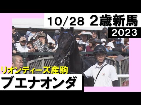 《2023年 新馬》須貝調教師「強い競馬をしてくれました」 ブエナオンダが４馬身差の圧勝！　10月28日(土)京都芝2000ｍ　実況：岡安譲【カンテレ公式】