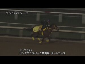 【2023ブリーダーズカップ4競走】ウシュバテソーロなど日本馬6頭の追い切り | JRA公式