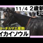 《2023年 新馬》 松山弘平騎手「まだまだこれから良くなると思います」1番人気エイカイソウルが大差をつけて圧勝! 11月4日(土)京都ダート1800m 実況:石田一洋【カンテレ公式】